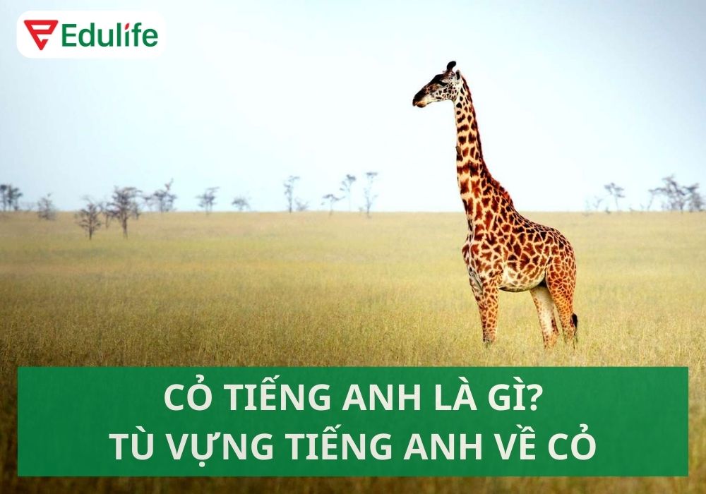 Cỏ Tiếng Anh Đọc Là Gì? Cách Phát Âm Chuẩn & Từ Vựng Liên Quan 1 cỏ tiếng anh đọc là gì - Hình 5