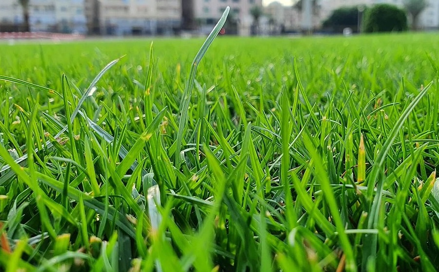 Cỏ Tiếng Anh Đọc Là Gì? Cách Phát Âm Chuẩn & Từ Vựng Liên Quan 5 cỏ tiếng anh đọc là gì - Hình 1