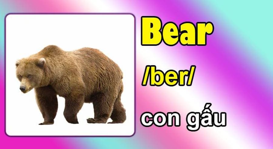 Gàu Tiếng Anh Là Gì? Tổng Hợp Từ Vựng Và Cách Dùng Chuẩn Nhất 4 gàu tiếng anh là gì - Hình 2